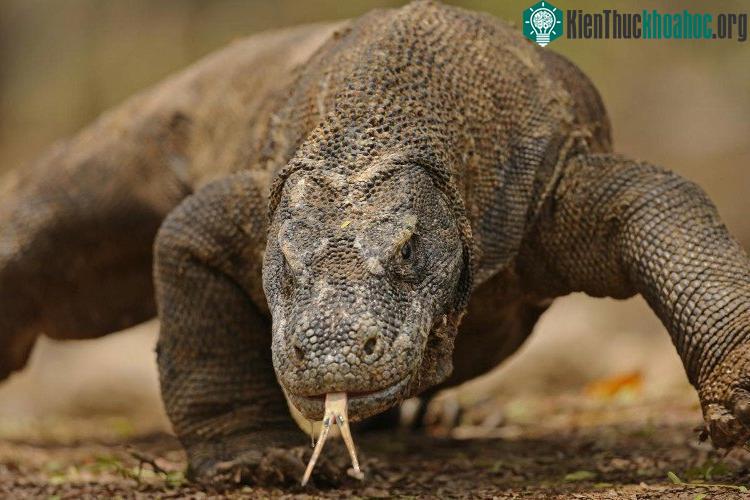 Nước bọt của rồng Komodo có chứa chất độc cùng hơn 50 chủng vi khuẩn khác nhau, nhưng trong máu loài vật này lại chứa chất kháng khuẩn cực mạnh. (Ảnh: The Sun).