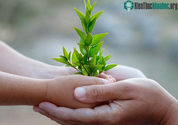 Nếu khu vực đầu nguồn nước có thêm nhiều cây xanh, trẻ khỏe mạnh hơn.