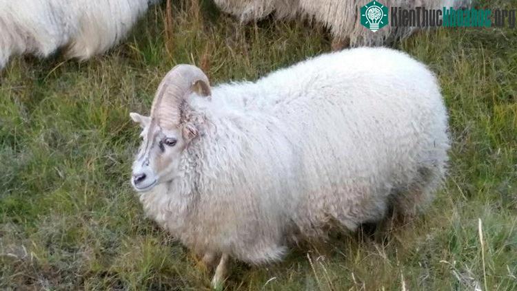 Einhyrningur có chiếc sừng độc nhất giống kỳ lân. (Ảnh: BBC).