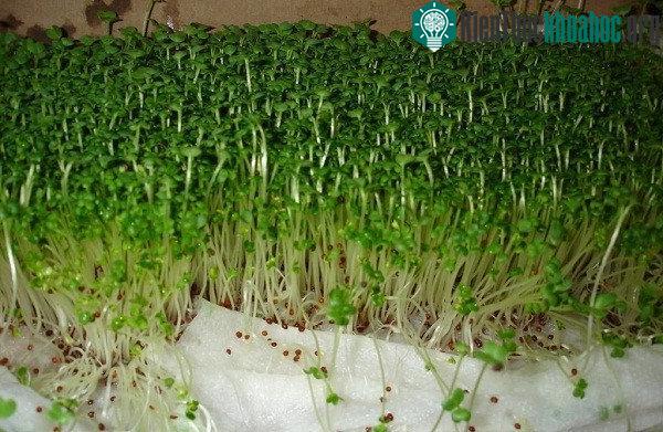 Trồng rau mầm trên khăn giấy mềm dai được nhiều người áp dụng tại nhà.