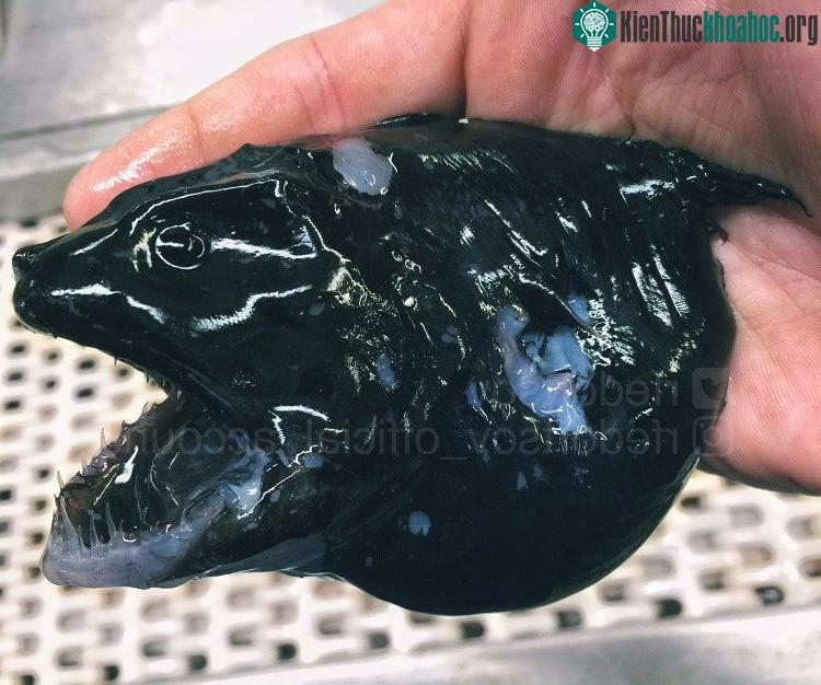 Có vẻ như đây là một con cá mặt quỷ (angler fish) cỡ nhỏ.
