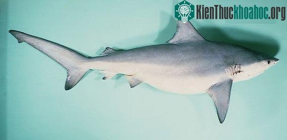 Hình ảnh cá mập mắt lợn. (Nguồn: FishBase).