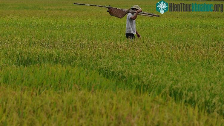 Năng suất lúa nước mặn vượt mức 4,5 tấn/ha.