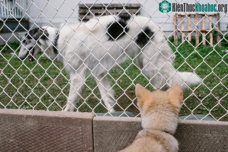 Những nghiên cứu về mối tương quan và khác biệt giữa chó sói và chó nhà vẫn đang được các nhà khoa học thực hiện - (Ảnh: Renaud Philippe).