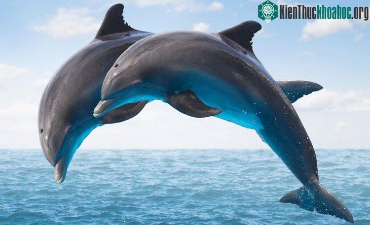 Một số loài cá heo còn có khả năng tạo ra ký hiệu cá nhân, để phân biệt từng cá thể trong cộng đồng.