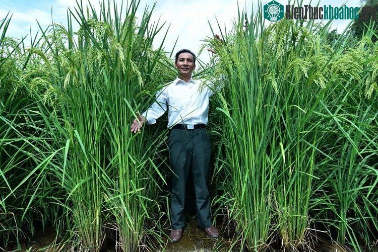 Một nhà nghiên cứu đứng bên cây lúa khổng lồ. (Ảnh: Xinhua).