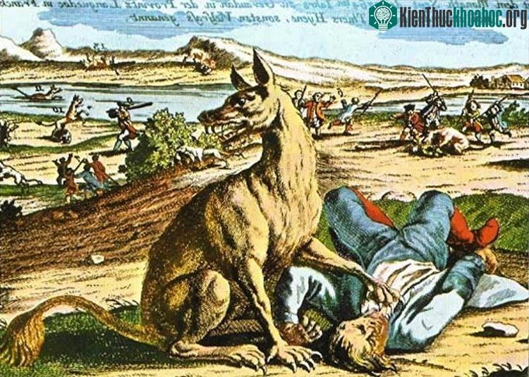 Hình minh họa quái thú khổng lồ vùng Gévaudan.