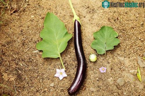 Rau quả dại được lai giống với "họ hàng" trong nông trại sẽ tạo ra loại cây mới kháng bệnh và sâu.