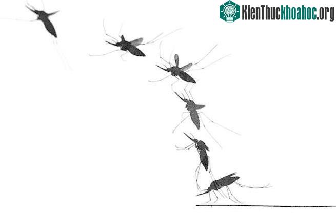 Một con muỗi hút no máu, rồi vỗ cánh bay đi.