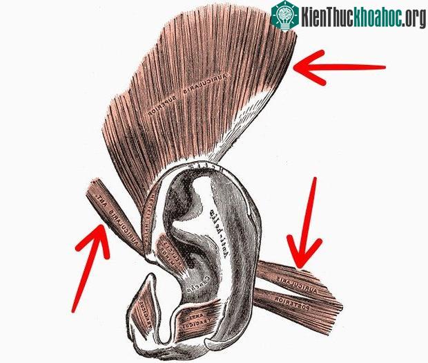 Rất nhiều bộ phận cơ thể chúng ta sẽ "tiêu tan" trong tương lai, và đó là... ảnh 1