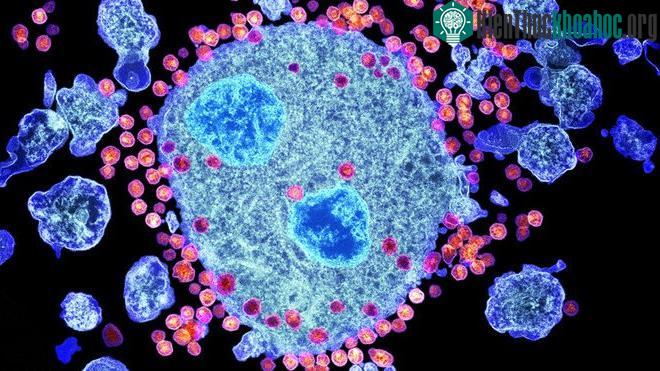 Cơ hội lớn cho những ai không may có virus HIV