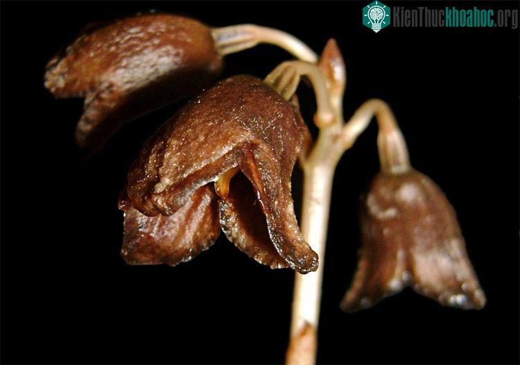 Trúc lan Gastrodia là một phần của "phong lan ma". (Ảnh: Jakarta Post).