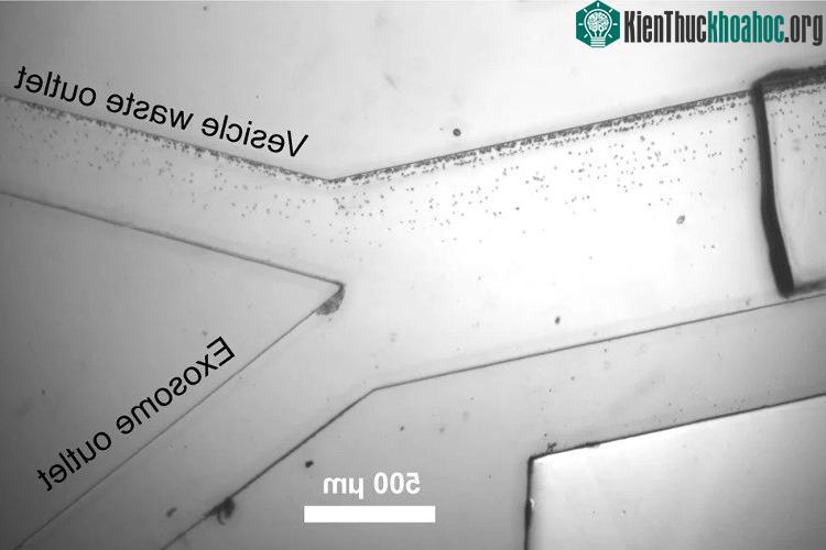 Cách chiết xuất exosome. (Ảnh: Nhóm nghiên cứu).