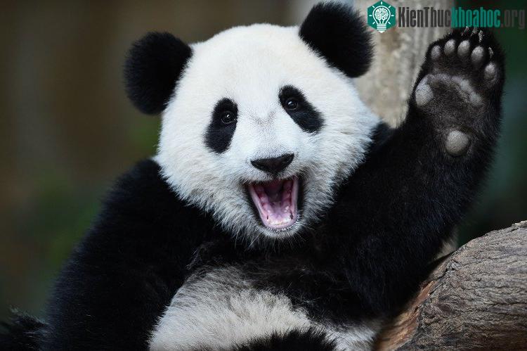 Bộ lông trắng đen giúp gấu trúc ẩn mình trong tuyết lạnh.