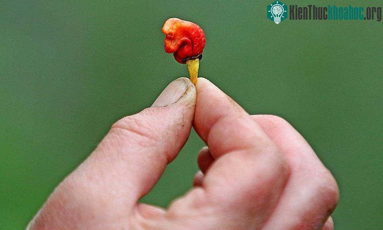 Ớt hơi thở của rồng được mệnh danh là cay đến điên rồ, nhưng vẫn không bằng Pepper X.