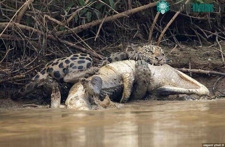 Báo gấm săn cá sấu