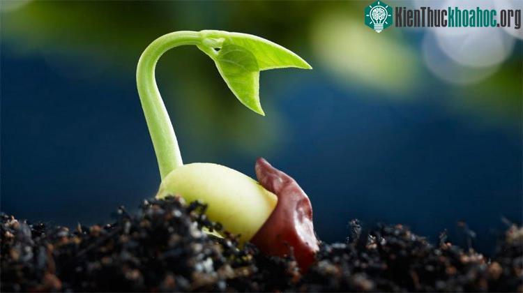 Các hạt giống được che chắn trong không gian có tỷ lệ nảy mầm hơn 60%.