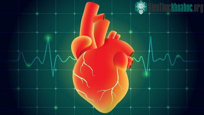 Công suất sóng phát ra từ máy quét khá thấp nên không hề ảnh hưởng tới sức khỏe người dùng.