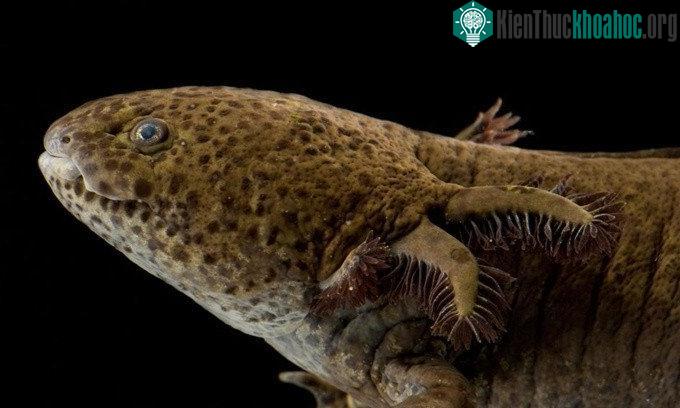 Axolotl, hay cá đi bộ Mexico (Ambystoma mexicanum)