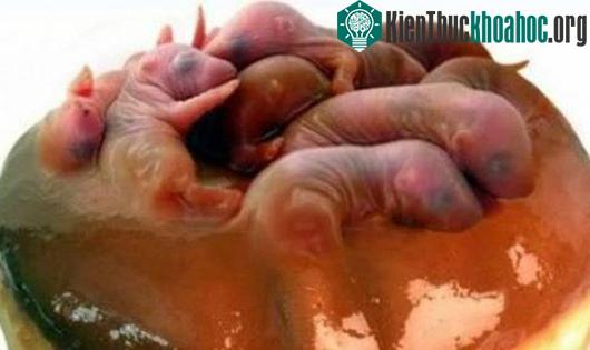 Sâm thử nghĩa là chuột được nuôi bằng nhân sâm.