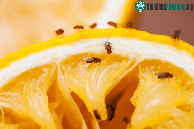 Ruồi giấm thích ăn dịch ngọt từ hoa quả.