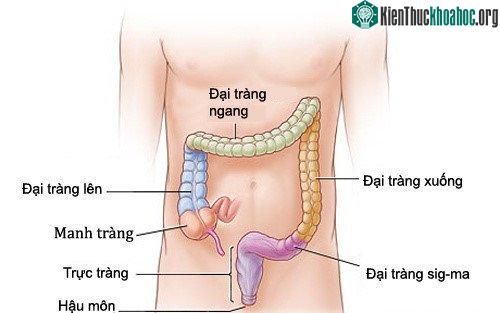 Vị trí của trực tràng trong hệ thống tiêu hóa.