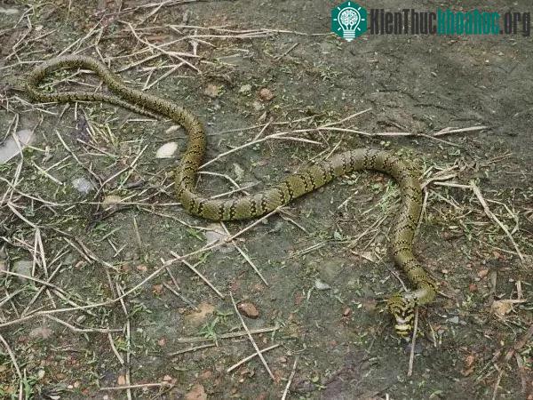 Cá thể trưởng thành có thể dài tối đa 120cm.