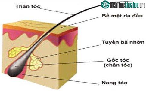 Hình ảnh cấu tạo 1 sợi tóc.