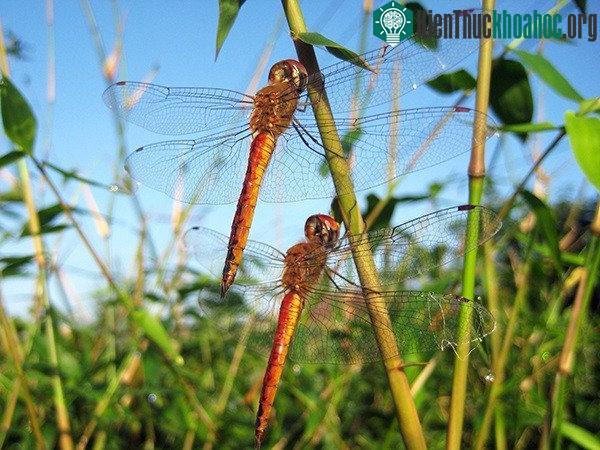 “Chuồn chuồn báo mưa” màu vàng nâu. (Ảnh: Internet).
