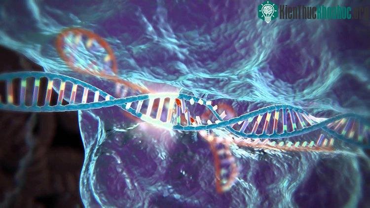 Công nghệ chỉnh sửa gene vừa thú vị vừa khiến người ta lo ngại. (Ảnh: Internet).