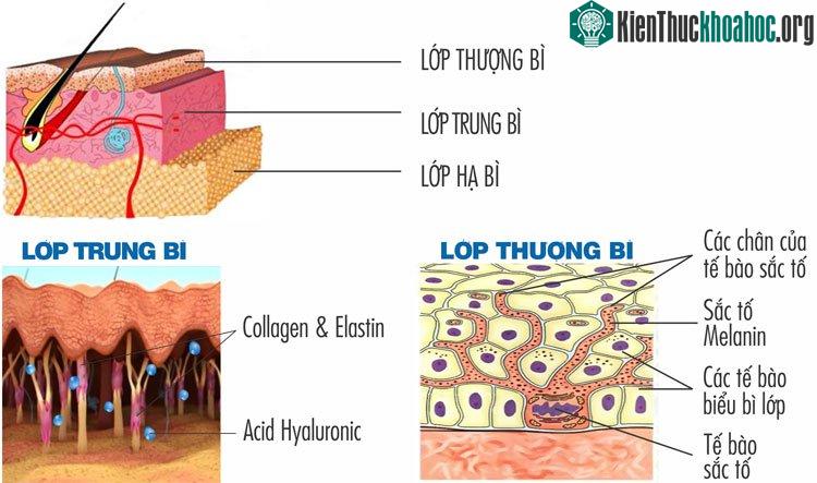 Cấu tạo vùng da môi.