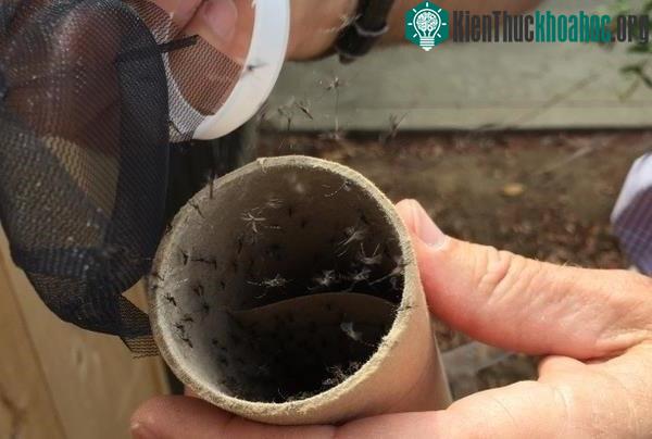 Tận dụng… ruồi, muỗi trong nghiên cứu khoa học ảnh 1