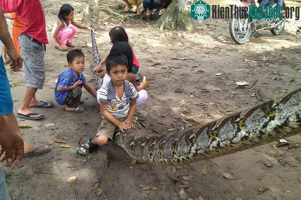 Trẻ em vui đùa bên xác trăn khổng lồ dài 7 mét.