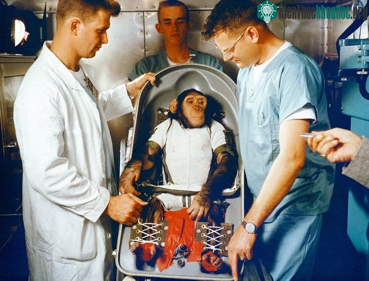 Ham được các nhân viên của NASA chăm sóc trước khi phóng tên lửa.