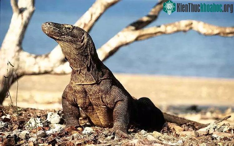 Máu rồng Komodo có kháng khuẩn giúp chúng miễn nhiễm với vết cắn của đồng loại và rất ít khi bị bệnh.