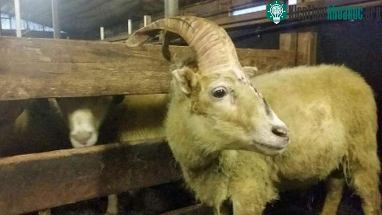 Einhyrningur khá gầy và có vẻ lạc lõng trong đàn. (Ảnh: BBC).