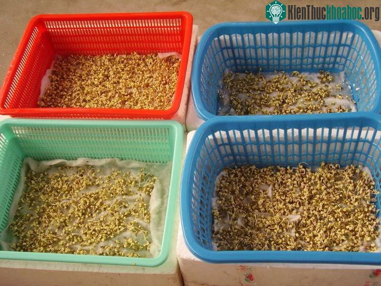 Kỹ thuật trồng cây rau mầm trên khăn giấy tại nhà vô cùng đơn giản.