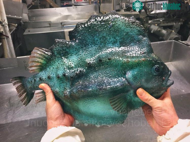 Fedortsov dự đoán đây là một con cá vây tròn (lumbfish), nhưng có ngoại hình tương đối khác lạ.