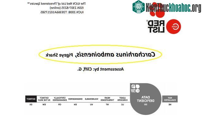 Tên khoa học và tiếng Anh của loài Cá mập mắt lợn trong tài liệu của sách Đỏ. (Ảnh: RedList).