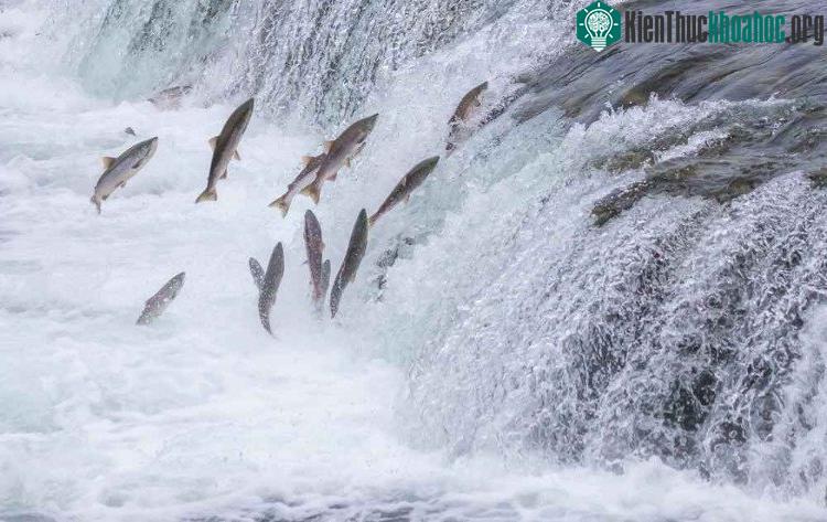Cá hồi ngược dòng để tìm chỗ ân ái.