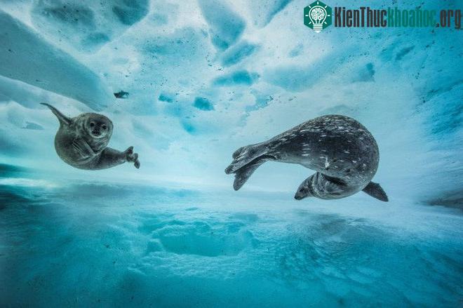 Bức ảnh có khả năng nhận giải cao nhất tại Wildlife Photographer of the Year 2017 ảnh 10