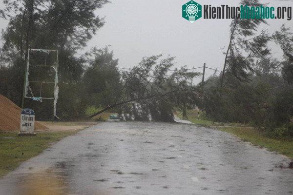 Một chiếc cây đổ chắn ngang đường đi