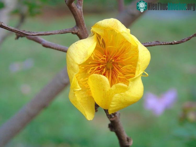 Cây thường được nhân giống bằng hạt, chiết cành, giâm hom.
