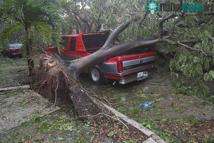 Cây bật gốc đè lên ô tô ở Miami, Florida