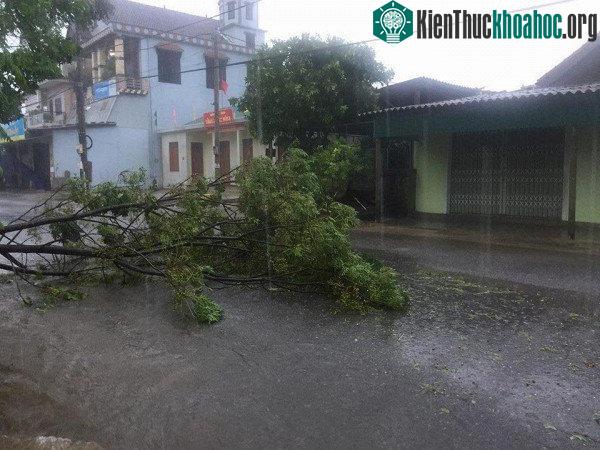 Cây đổ