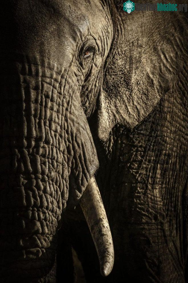 Bức ảnh có khả năng nhận giải cao nhất tại Wildlife Photographer of the Year 2017 ảnh 13