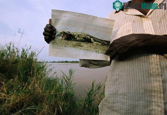Cận cảnh quái thú Gustave tàn sát 300 người vùng sông Nile ảnh 2