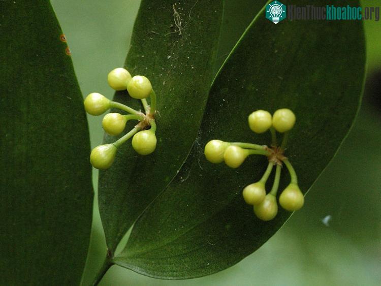 Hoa Semele androgyna chỉ được tìm thấy tại quần đảo Canaria, đảo Lanzarote của Tây Ban Nha,