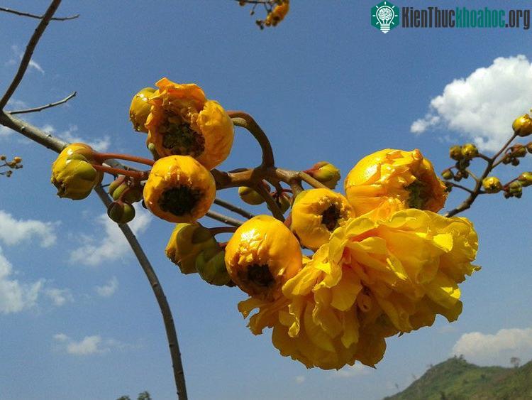 Loài này phân bố chủ yếu ở khu vực nhiệt đới thuộc Đông Nam Á và Nam Á.