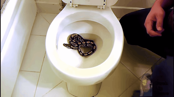 Chúng dễ dàng khiến con người khiếp sợ khi bất thình lình xuất hiện ở toilet nhà mình.